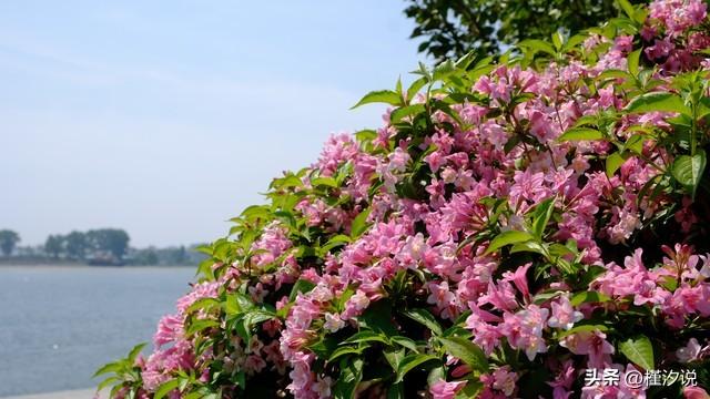 锦带花：色彩斑斓的多年生草本植物，花语代表爱的祝福与幸福时刻