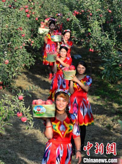 新疆阿克苏独一无二的苹果种植秘密揭秘：果园地理标志证书背后的世界苹果王子