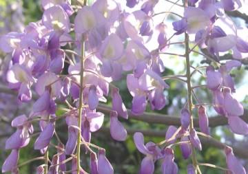紫藤萝瀑布：流动的生命、挚爱的寄托、不易的美好、不屈的顽强
