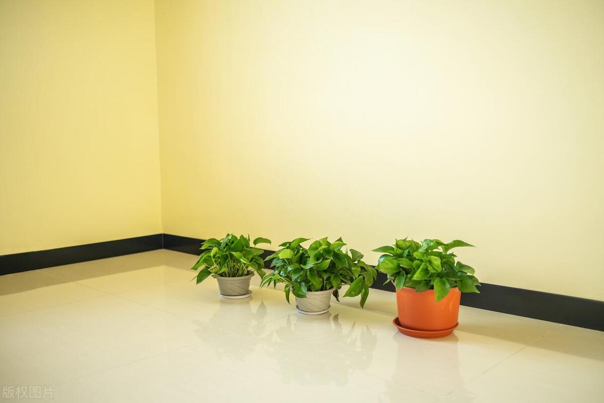 绿萝室内养护指南，如何培育茁壮绿萝植株