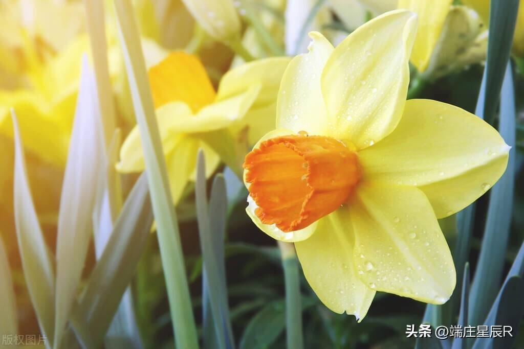 春季花卉之美——黄水仙的栽培和药用价值