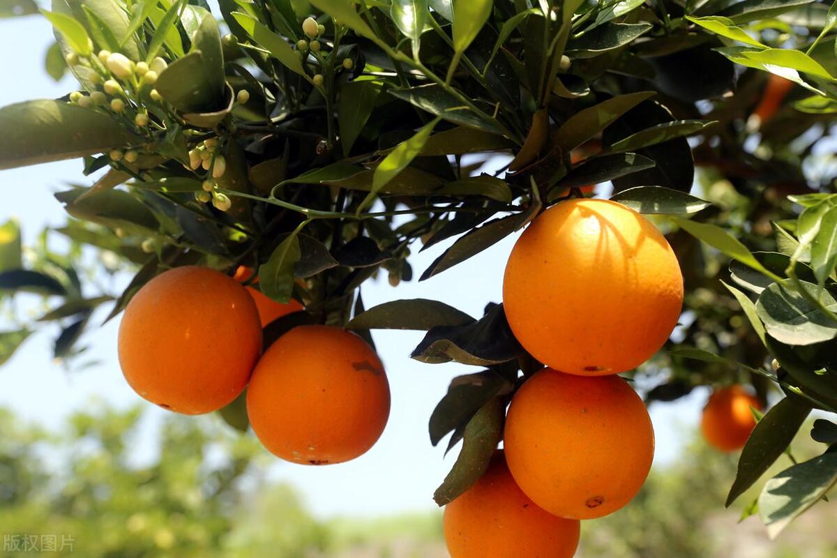 夏季脐橙树的正确养护和修剪方法，促进健康生长和丰收