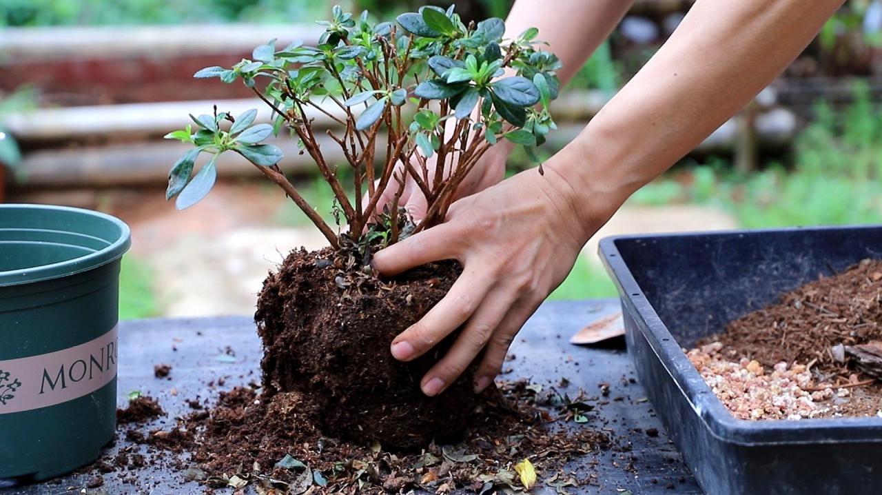 如何养护杜鹃花盆栽？浇水和阳光是关键！