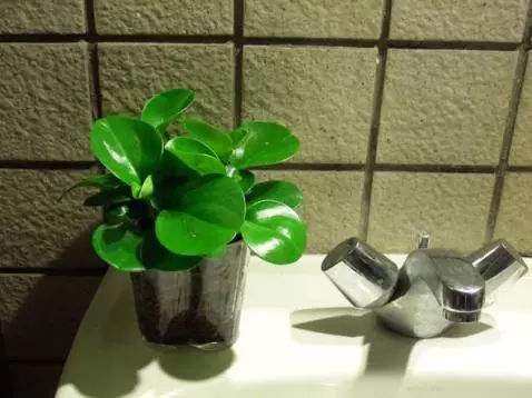 厕所里放几盆植物，空气不再臭气熏天，5种最适合的选择！