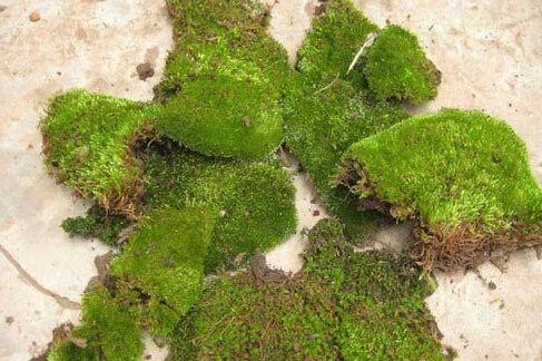 苔藓的养护技巧及多重价值，打造绿意盎然的生活