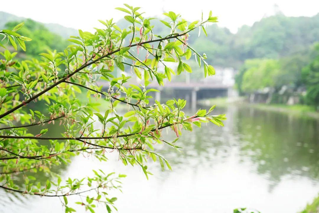 五通桥黄葛树：和煦的春风中，寻找静谧和乡愁记忆