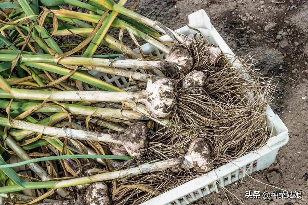 大蒜种植时间及管理技巧，大蒜蒜苗、蒜薹、蒜头怎么收获