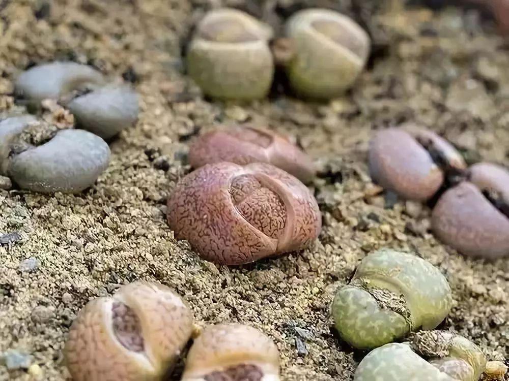石头花盆-让石头开出石头花一般的美丽
