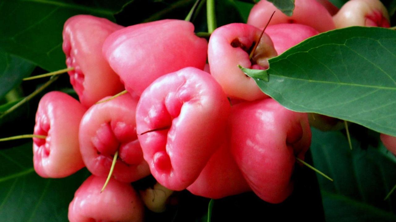 图片[1]-“15种奇葩水果大揭秘！外形怪异，颜值不凡，口感迷人！”-安远脐橙