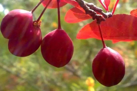 紫叶李果子的食用方法及注意事项