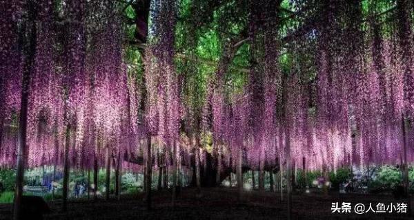 世界最贵的4棵树，日本的紫藤树和中国的大红袍树等价格过亿！