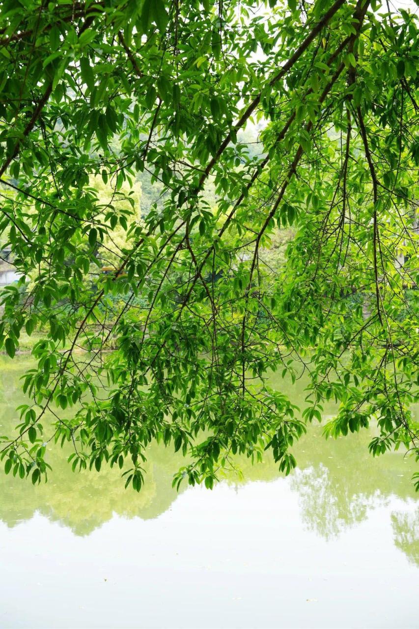 五通桥黄葛树：和煦的春风中，寻找静谧和乡愁记忆