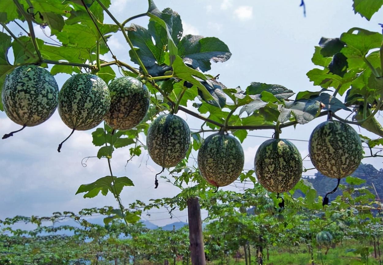 吊瓜子的种植与营养价值，吊瓜子的好处