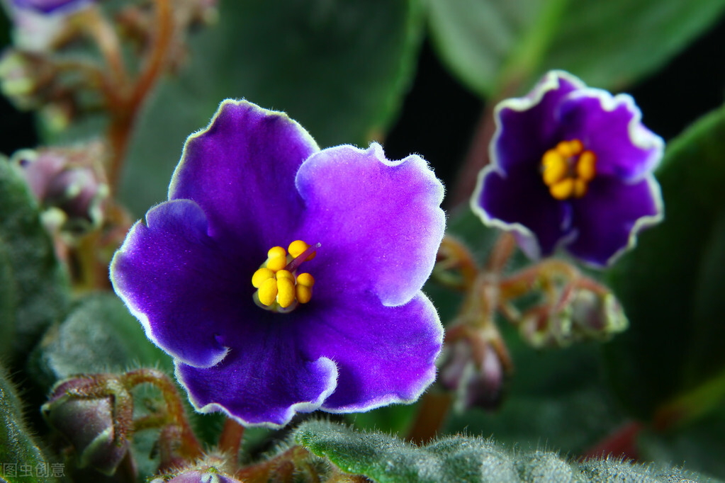 紫罗兰花怎么养？4步教你开出枝繁叶茂的紫罗兰！
