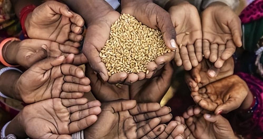 海水稻种植与粮食安全：为何我国大量种植海水稻而非普通水稻？