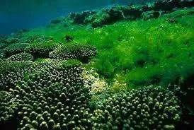 探索海洋植物的生命之谜，海带、紫菜等品种为主