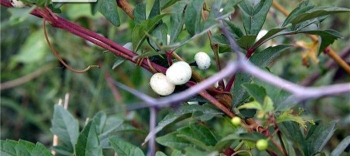 白蔹的植物学特点及药用和栽培应用