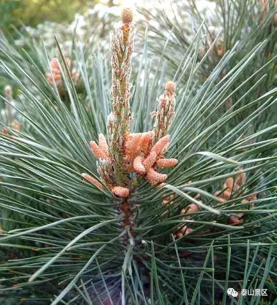油松（Pinus L.）的形态特征、生境分布和经济用途介绍