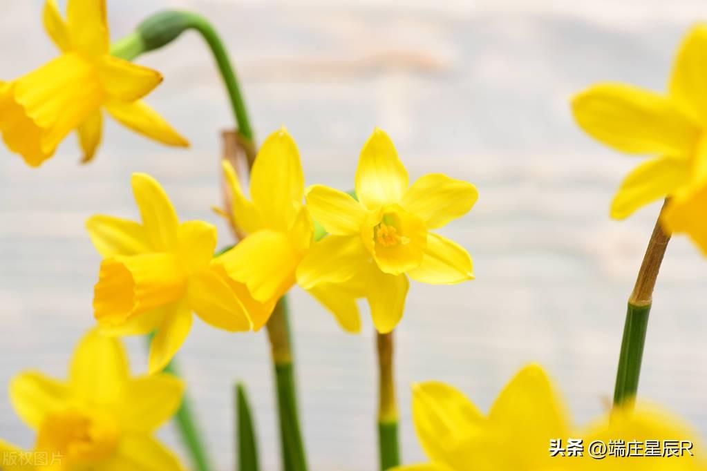 春季花卉之美——黄水仙的栽培和药用价值