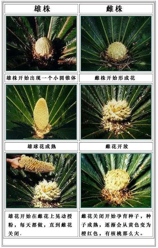 铁树：中国珍稀濒危植物，观赏与药用双重价值揭秘