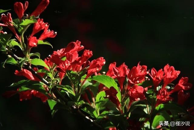锦带花：色彩斑斓的多年生草本植物，花语代表爱的祝福与幸福时刻