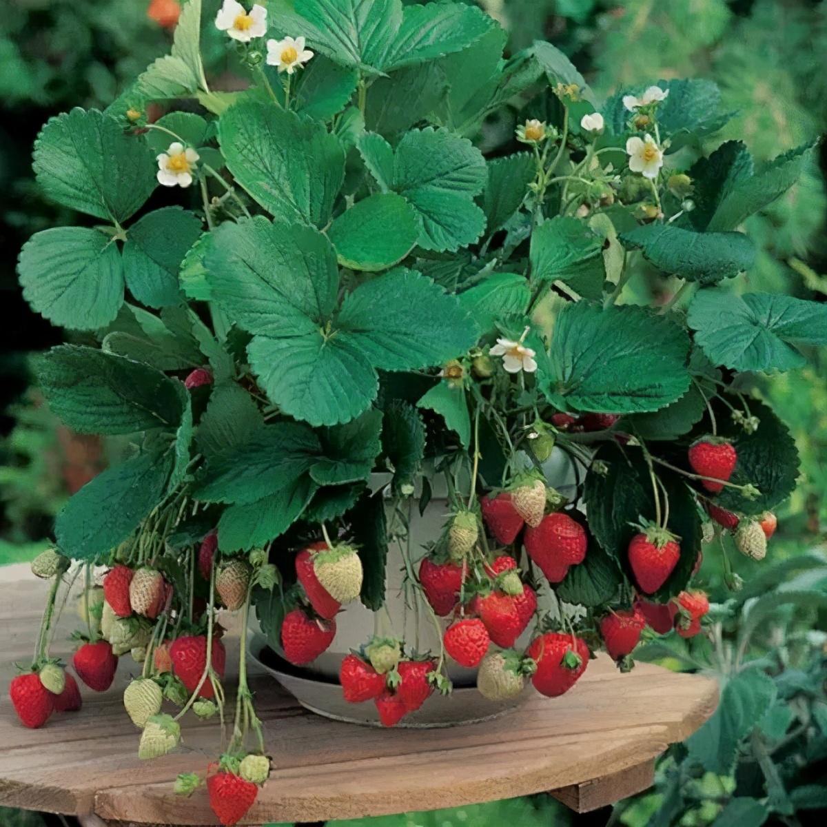 如何高产盆栽草莓？掌握这几个养护原则！