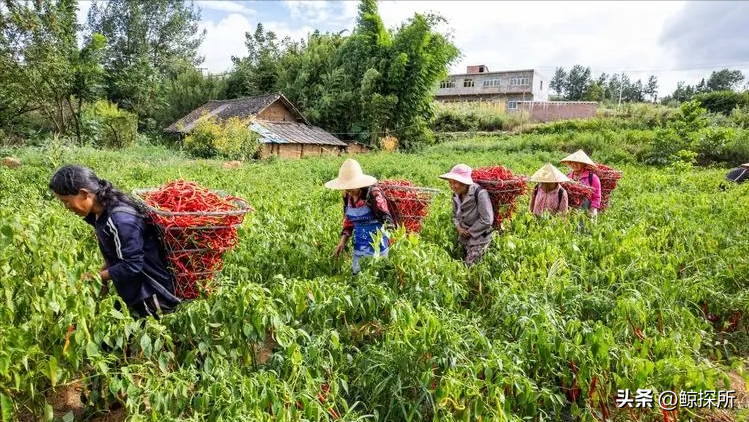 遵义市辣椒产业面临挑战与机遇，如何推动可持续发展？