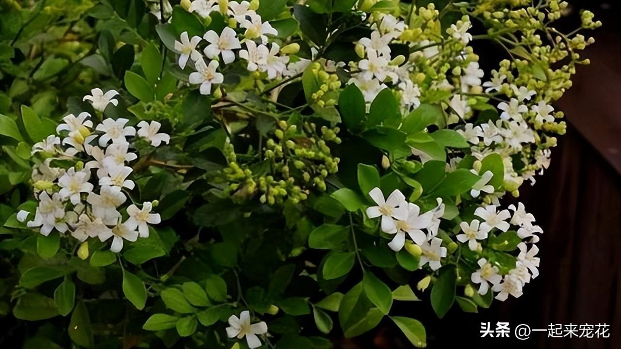 九里香养护小技巧，让花友欣赏到品种丰富的香气花卉