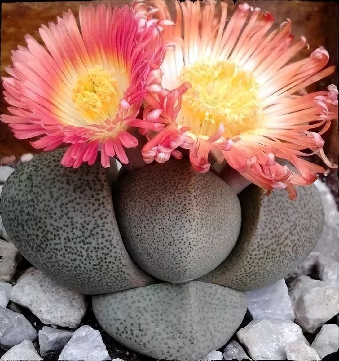 石头花盆-让石头开出石头花一般的美丽