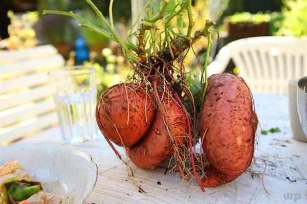 红薯：长寿果中的矿物质宝库，适度食用才有益健康