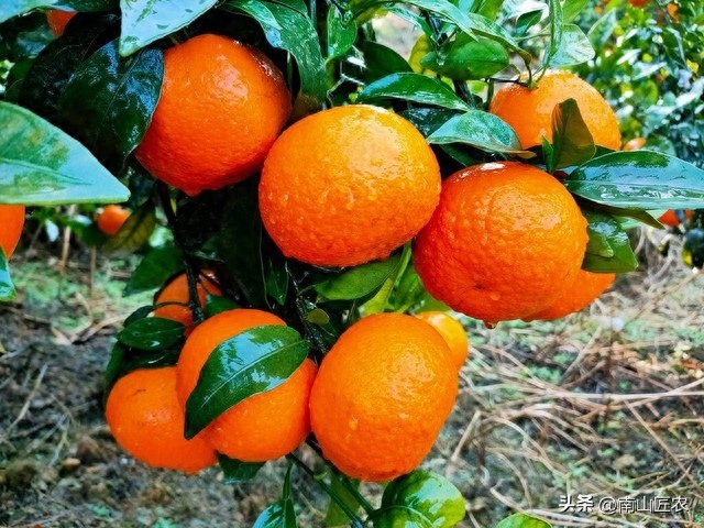 柑橘膨果技巧揭秘！解决超量挂果、纤细结果枝条和氮钾不足问题，助您快速实现丰满甜美果实！