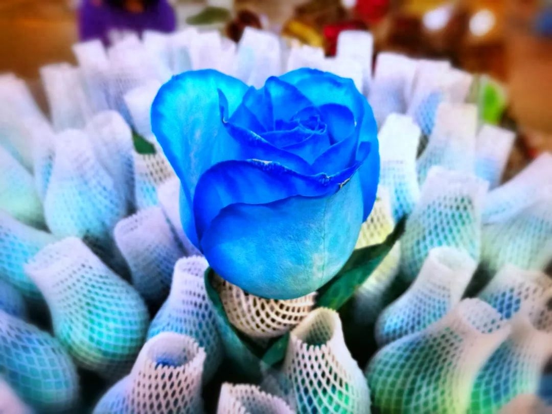 市面上的蓝色妖姬，真相揭秘！为什么没有蓝色的玫瑰？