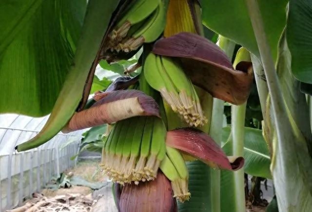 香蕉花的结构与特点，香蕉花的用途和烹饪方法