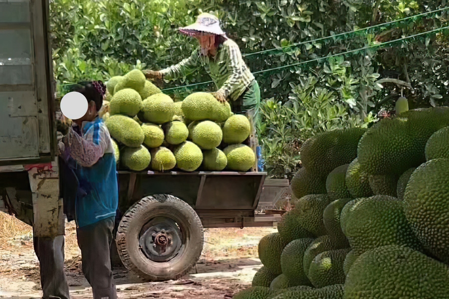 热带水果“大树菠萝”，种植前景分析及价值用途