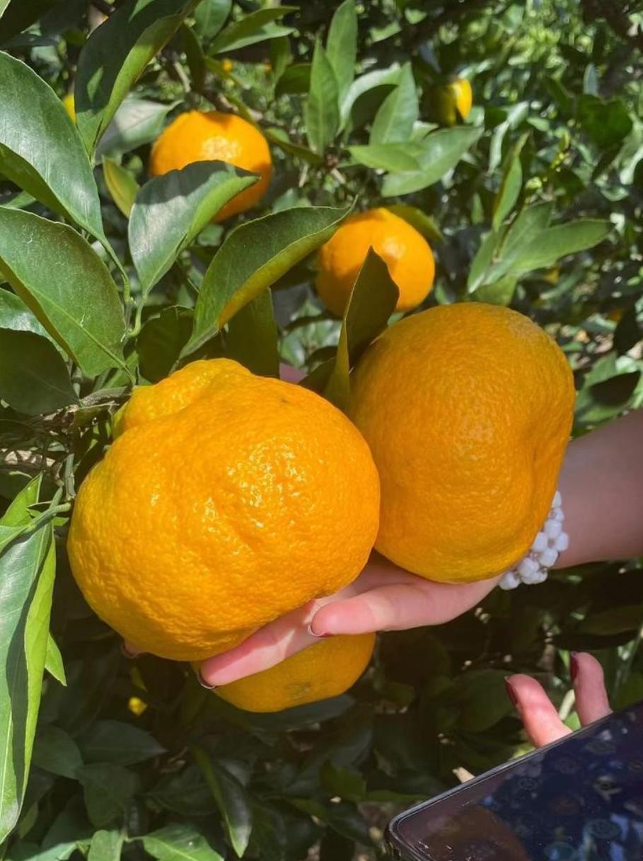 种植“丑美人”柑橘，品质高产且抗病虫害，市场潜力巨大-安远脐橙