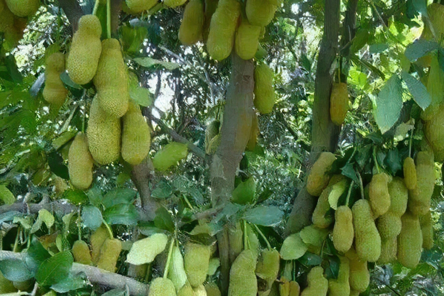 热带水果“大树菠萝”，种植前景分析及价值用途