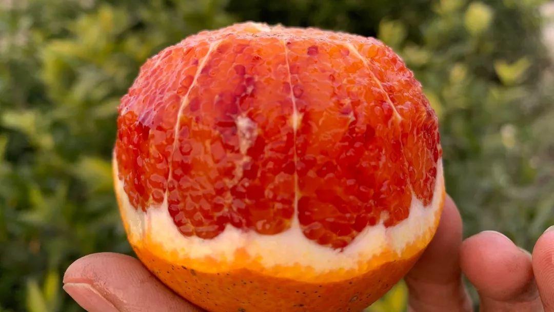 新鲜纯正 | 中国塔罗科血橙之乡：血橙的香甜美味
