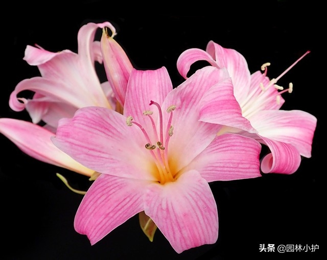 香水百合：百合中女王，与其他百合花的三大区别解析