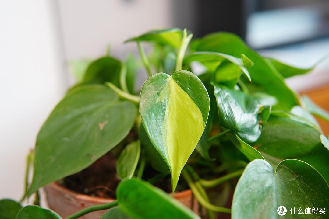 绿植养护技巧分享：如何选择适合自己家环境的绿植？