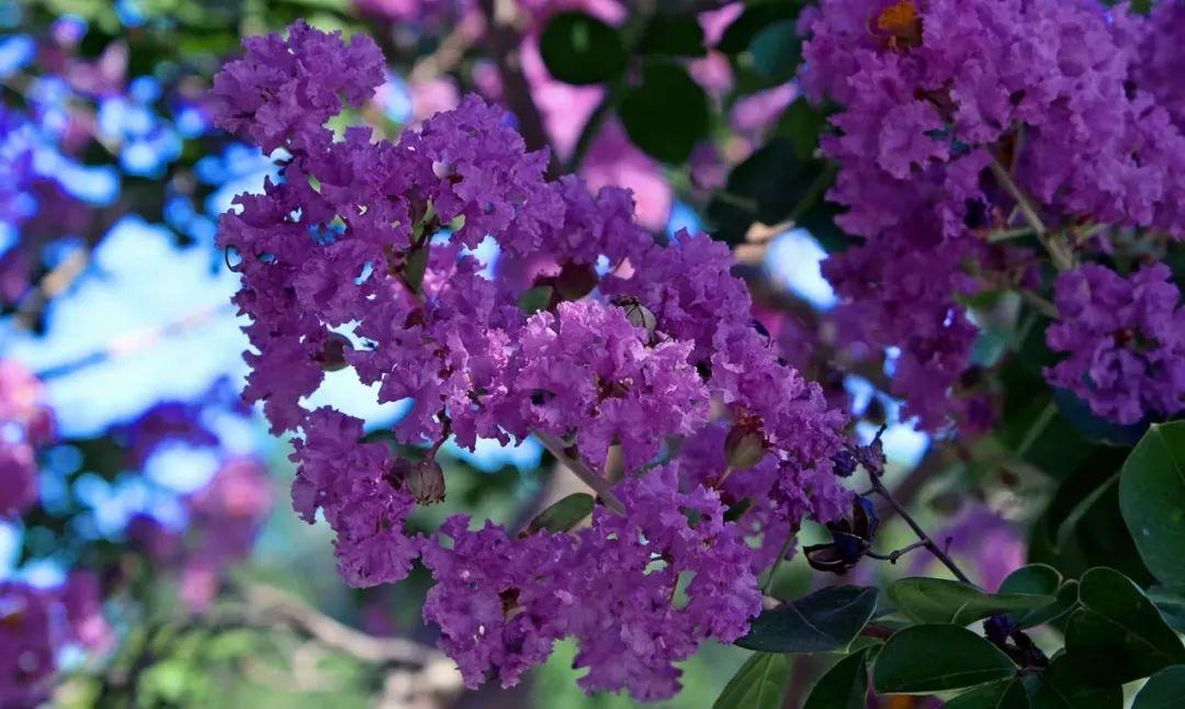 紫薇花的特点及养护技巧，了解树皮光滑和温度适宜