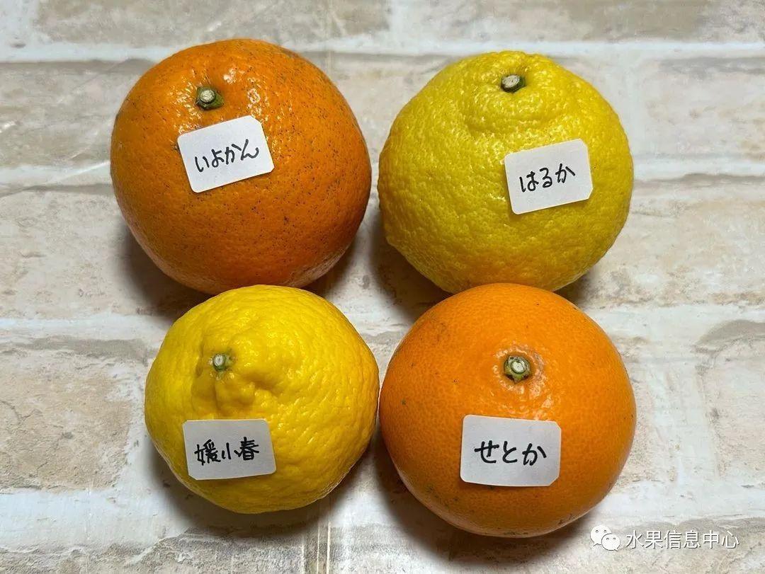 种植五颜六色柑橘美人，了解绿美人、紫美人、黄美人和红美人