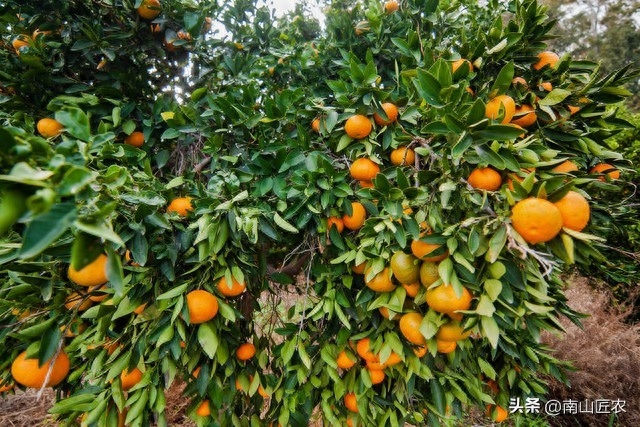 柑橘膨果技巧揭秘！解决超量挂果、纤细结果枝条和氮钾不足问题，助您快速实现丰满甜美果实！