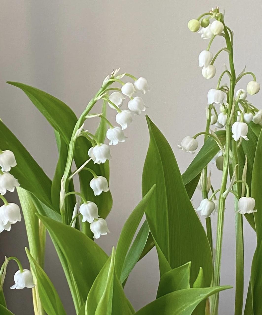 五月北欧幸运花，铃兰芬芳馨香，带你感受纯洁幸福的象征