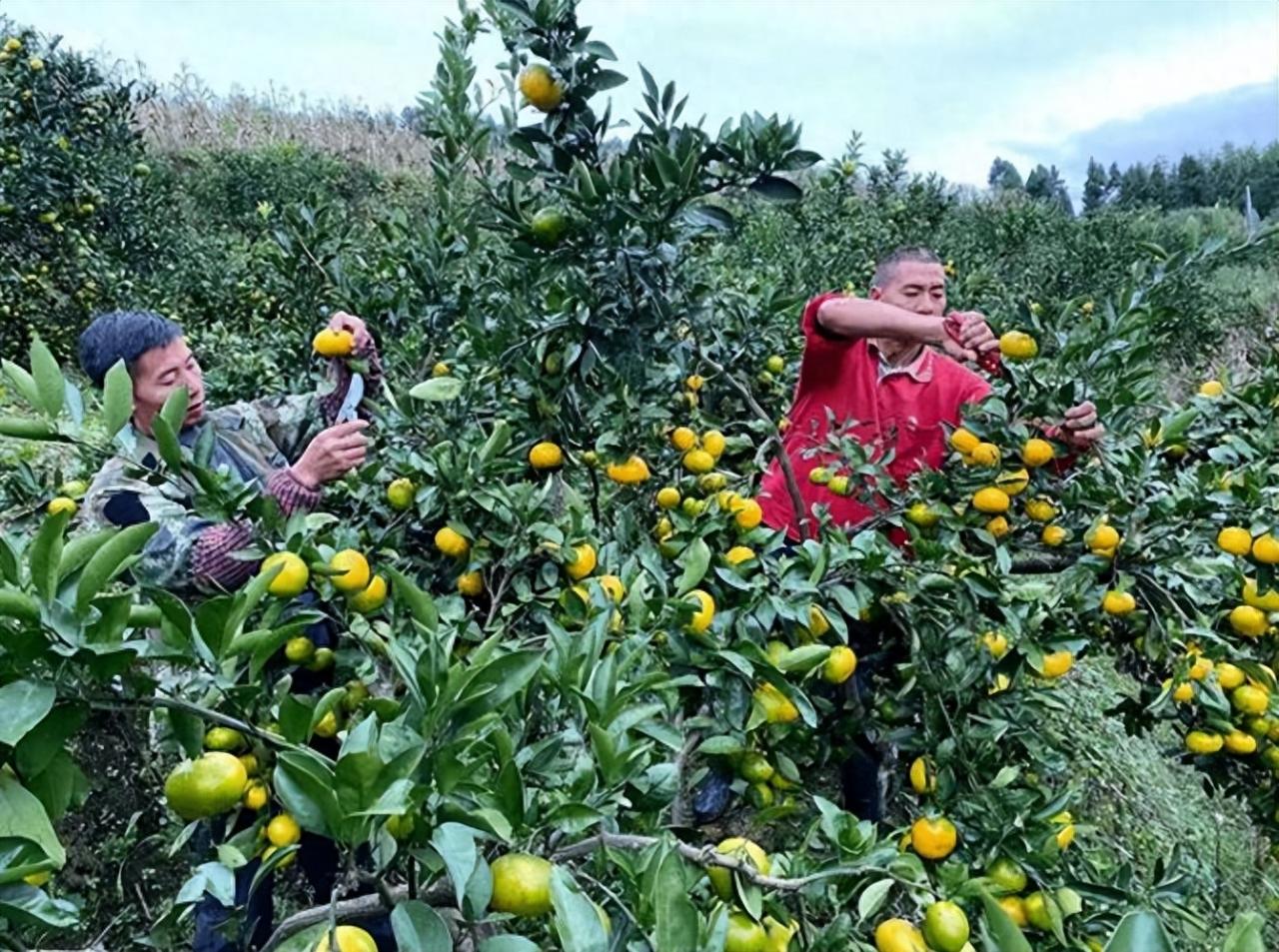 湖南农村柑橘丰收季，品尝新鲜香甜，助力农村经济发展！