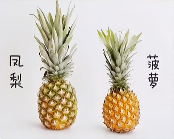 菠萝和凤梨的区别，看外表、叶缘和是否需要泡盐水