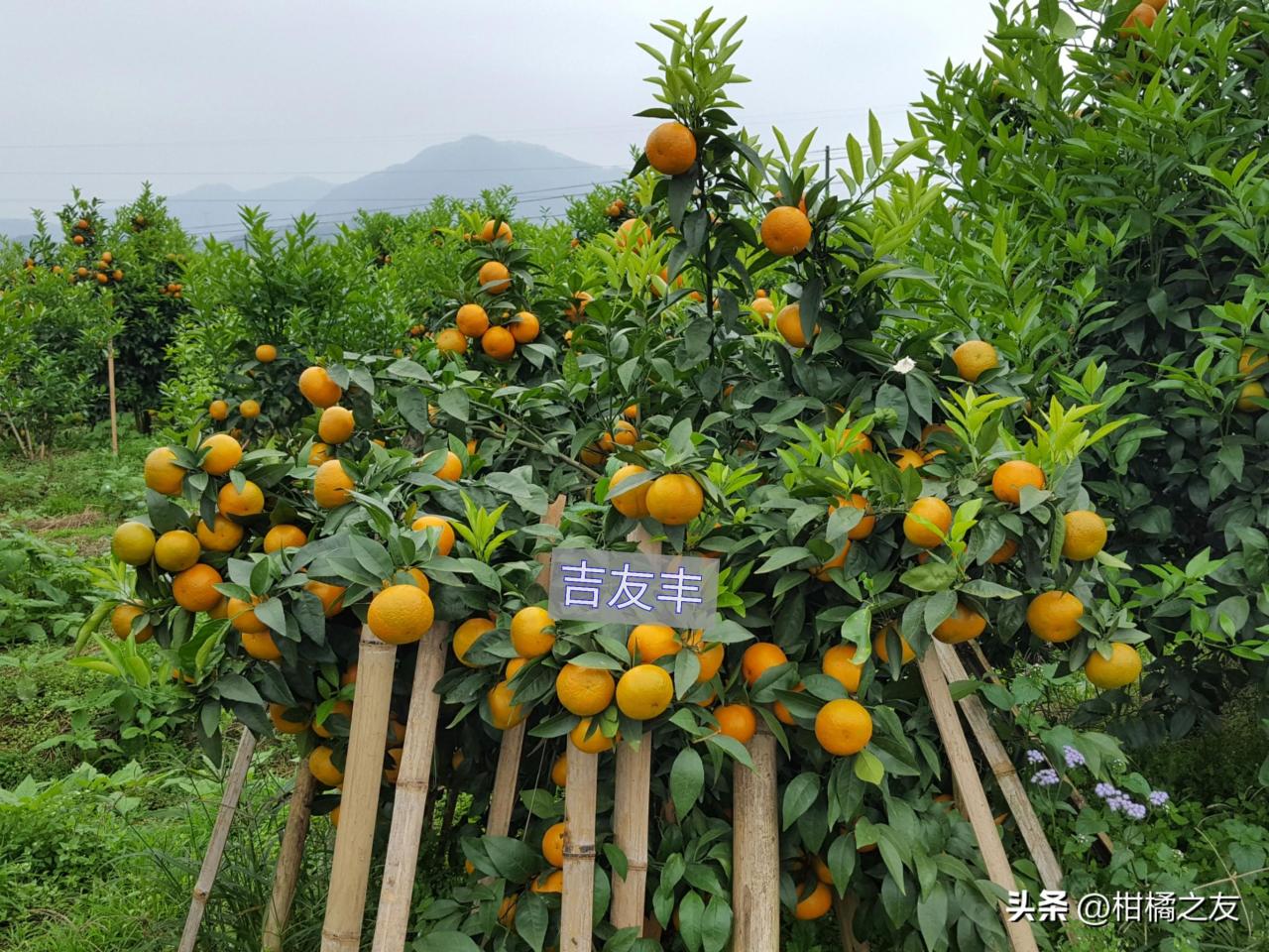 避免柑橘大小年的种植技巧，果园盈利稳定关键