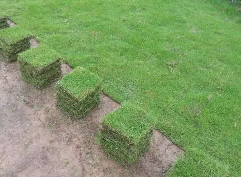 不同草坪单平米造价及特性，马尼拉草坪、百慕大草坪等适合不同场景
