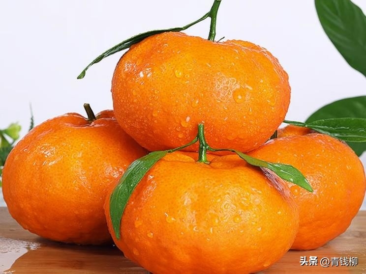 广西百色柑橘产业发展与优化 | 百色柑橘产业现状及面临的挑战