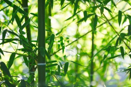 竹子生长的秘密揭秘，竟然比树木更快更坚实！