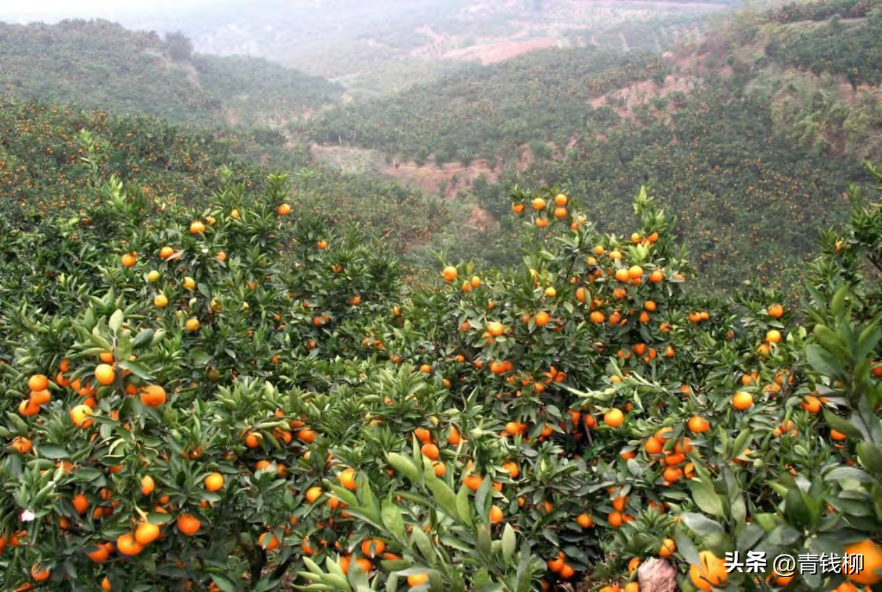 南充市柑橘栽植技术与品种选择，助力乡村振兴，迎接绿色高效果品时代